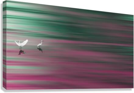 Birds Canvas Print