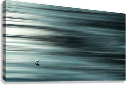 Birdy Canvas Print