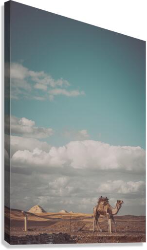 The camel Canvas Print