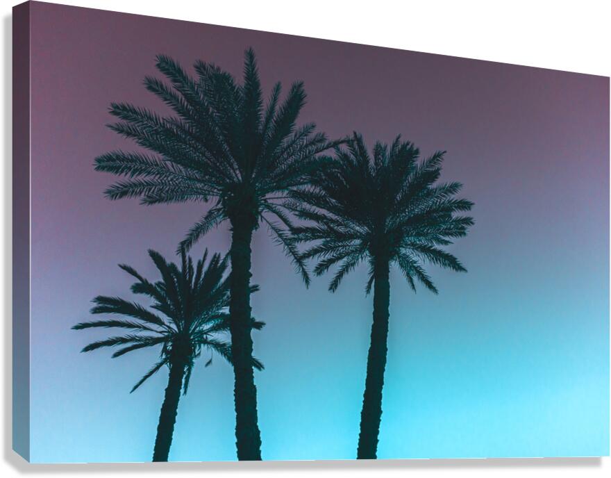 Palms Canvas Print