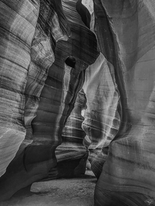 Antelope Escape BW