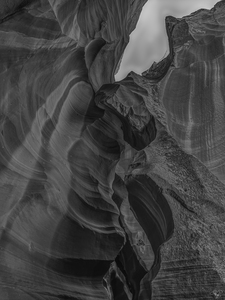 Antelope Winged Creature BW