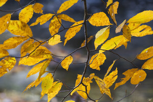 Autumn Memory