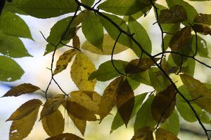 Autumn Morning