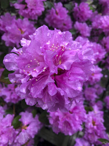 Azalea Beauty