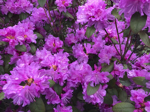 Azaleas in Bloom