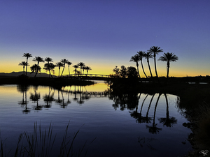 Morning Palms