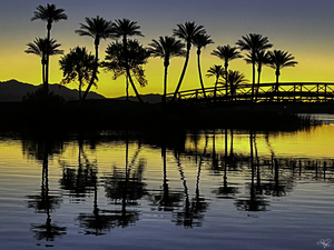 Palms at Dawn Reflections
