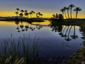 Palms at First Light