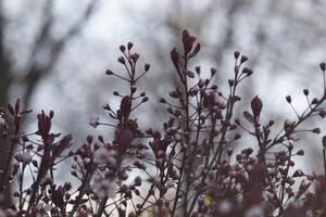 Sand Cherry Bonanza