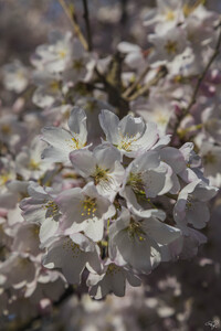Spring Blossoms