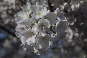 Spring has Sprung