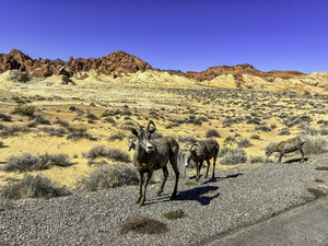 Valley of Fire Friends