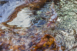 Winter Solace 18