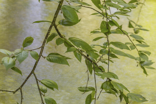 A Lazy Wooded Stream by THOMAS PATRICK KENNEDY
