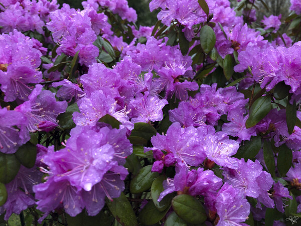 Azalea Medley by THOMAS PATRICK KENNEDY