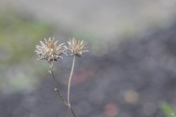 Beauty in Winter by THOMAS PATRICK KENNEDY