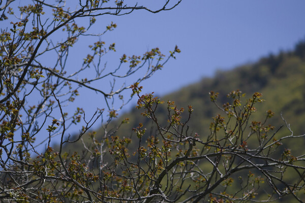 Birth of Spring at Storm King by THOMAS PATRICK KENNEDY