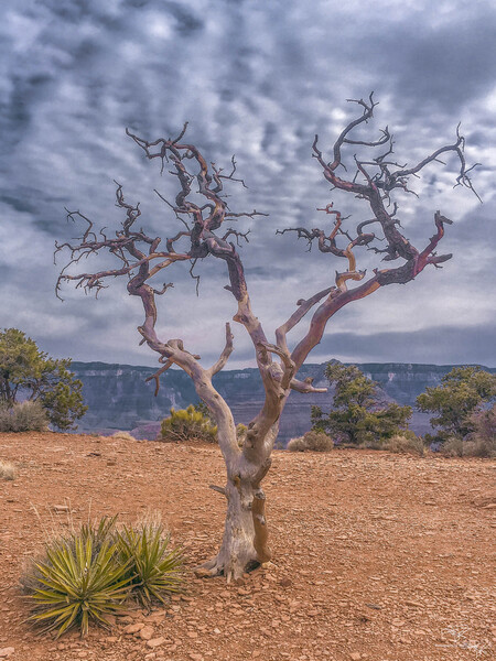 Grand Canyon Treeincarnation by THOMAS PATRICK KENNEDY