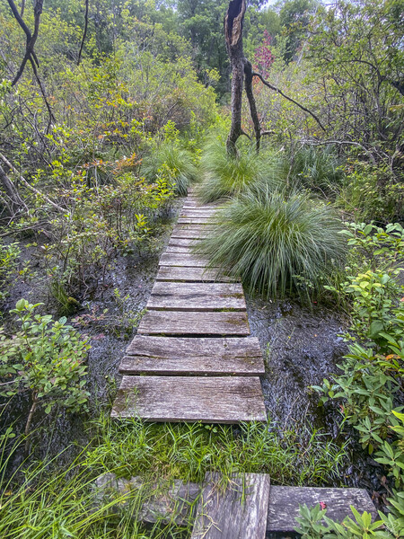 Happy Trails Print