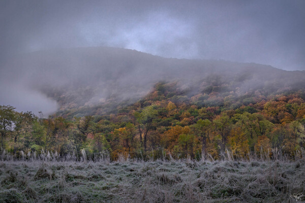 Misty Morning Hop by THOMAS PATRICK KENNEDY