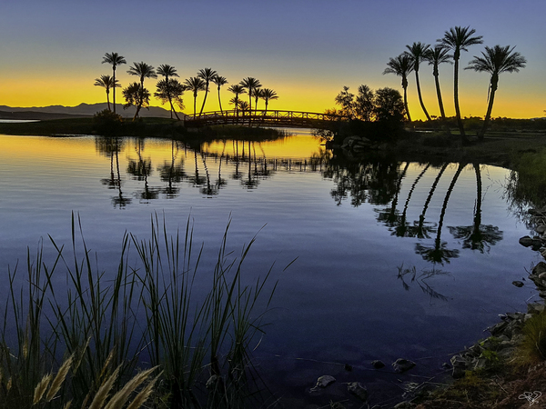 Palms at First Light Print