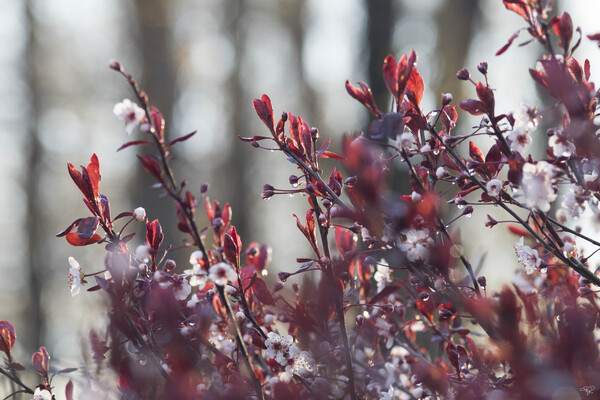 Reds in Spring Print