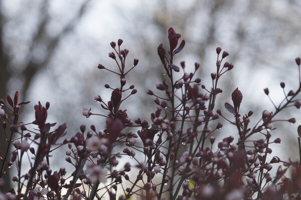 Sand Cherry Bonanza by THOMAS PATRICK KENNEDY