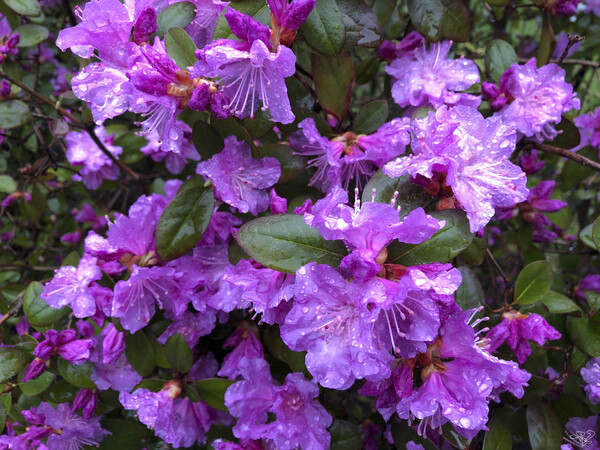 Spring Azaleas Print