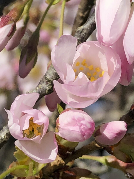 Spring Blossom Boom by THOMAS PATRICK KENNEDY