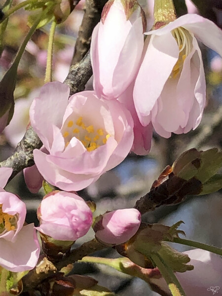 Spring Blossom Bounty by THOMAS PATRICK KENNEDY