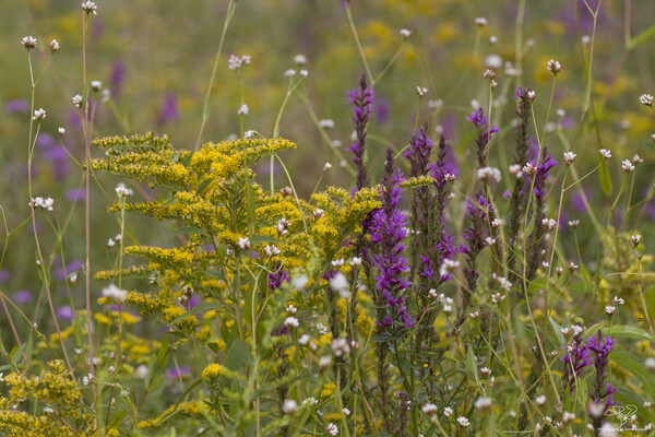 Spring Meadow Print