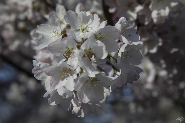Spring has Sprung Print