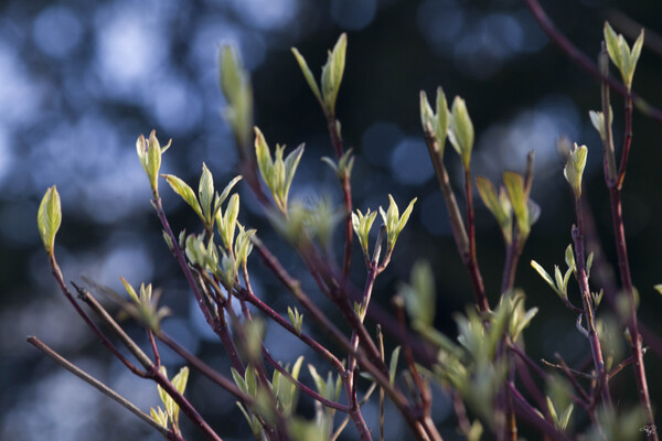 Tips at Twilight Print