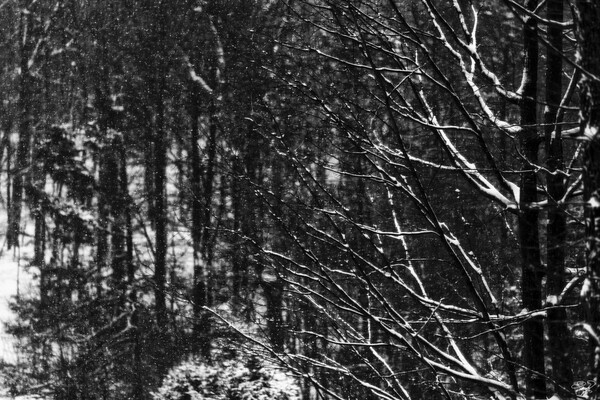 Winters Coming by THOMAS PATRICK KENNEDY