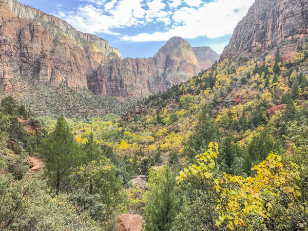 Zion National Park Flowers by THOMAS PATRICK KENNEDY