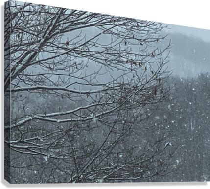 First Snow Canvas Print