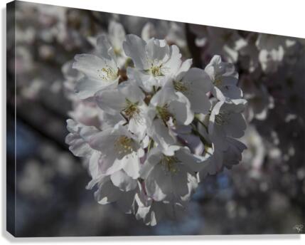 Spring has Sprung Canvas Print