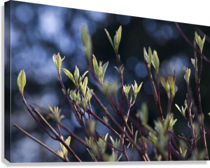 Tips at Twilight Canvas Print