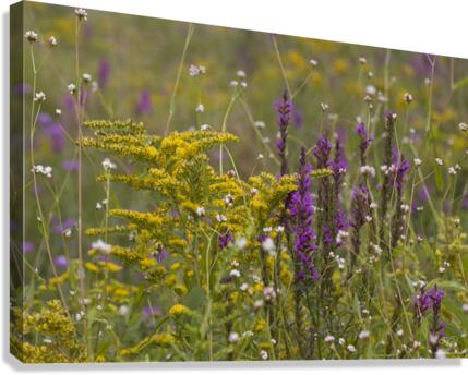 Spring Meadow Canvas Print