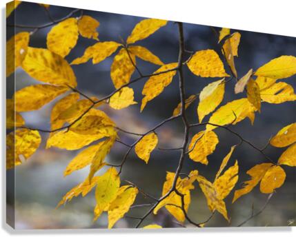 Autumn Memory Canvas Print