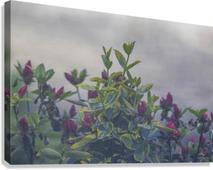 Evening Tips Canvas Print