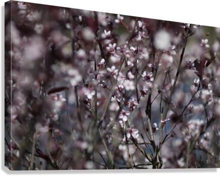 Sand Cherry Blossoms Canvas Print
