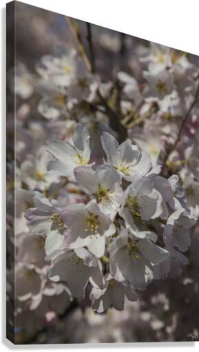 Spring Blossoms Canvas Print