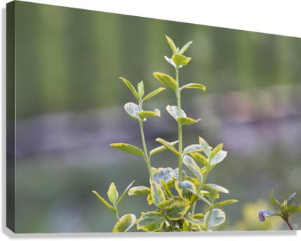 Life Returns Canvas Print