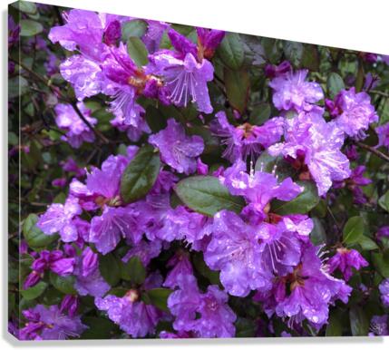 Spring Azaleas Canvas Print