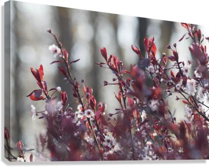 Reds in Spring Canvas Print