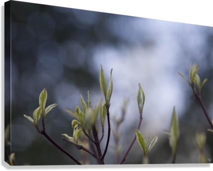 Something is Alive  Canvas Print