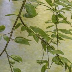 A Lazy Wooded Stream