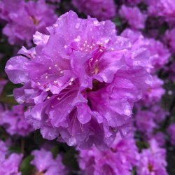 Azalea Beauty